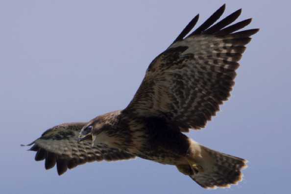 28 July 2020 - 15-01-38
The noise the buzzard makes sounds like it is in distress, but maybe it is mimicking a distress call and encouraging prey to reveal themselves.
--------------------------
Buzzard over Dartmouth